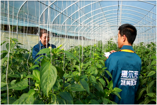 惠爾來蔬菜基地